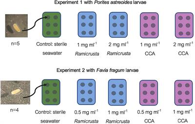 Ramicrusta invasive alga causes mortality in Caribbean coral larvae